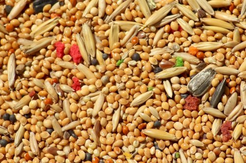Give yourself goodness of millets 